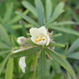 Choisya 'White Dazzler'
