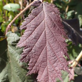CORYLUS BURGUNDY LACE