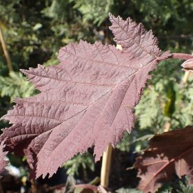 Lijeska 'Burgundy Lace'