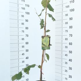 CORYLUS VARIEGATA