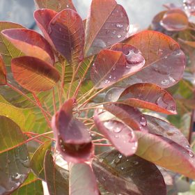 Rujevina 'Flamissimo'