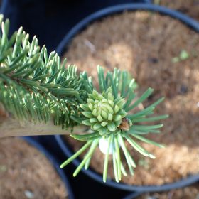 Norveška smreka 'Cranstonii'