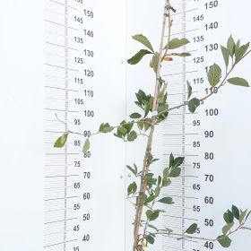 CRATAEGUS MEXICANA