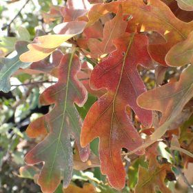 Hibridni hrast 'Crimson Spire'