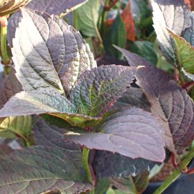 Planinska hortenzija 'Daredevil'