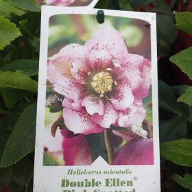 Teloh 'Double Ellen Pink Spotted'