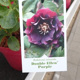 Kukurijek 'Double Ellen Purple'