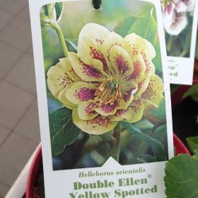 Teloh ‘Double Ellen Yellow Spotted’