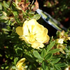 Grmolika petoprsta 'Double Punch Gold'