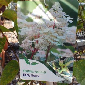 Metlasta hortenzija ‘Early Harry’