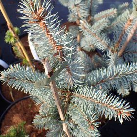 Srebrna smreka 'Edith'