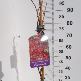 Petlistna trta 'Engelmannii'