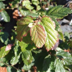 Parrotia 'Felicie'