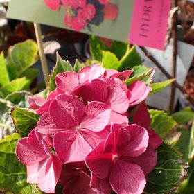 Velikolistna hortenzija ‘Firewings’