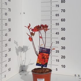 FLAMISIMO 19,50