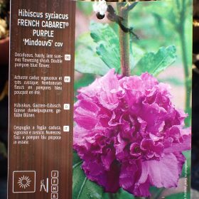 FRENCH CABARET PURPLE2