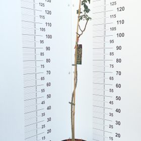 GLOG FLEXUOSA