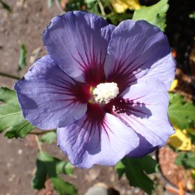 Hibiskus 'Hawaii'