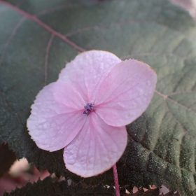Baršunasta hortenzija 'HYDREAM®Chocolate'