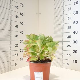 Velikolistna hortenzija ‘Naos’