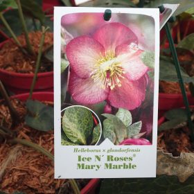 Teloh 'Ice N' Roses Mary Marble'