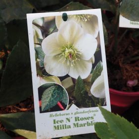 Teloh 'Ice N' Roses Milla Marble'