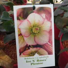 Teloh 'Ice N' Roses Picotee'