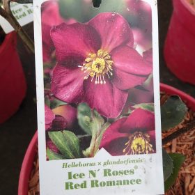 Teloh 'Ice N' Roses Red Romance'
