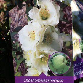 Japonska kutina ‘Kinshiden’