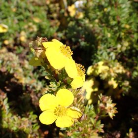 Grmičasta peteroprsta ‘Kobold’