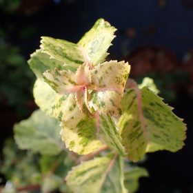 Hortenzija penjačica 'Kuga Variegated'