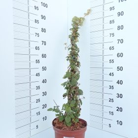 KUGA VARIEGATED