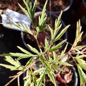 Bezeg 'Laciniata'