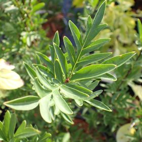 Lila 'Laciniata'