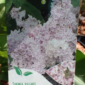 Jorgovan 'Lila Wonder'