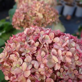 Hortenzija 'Magical Dark Pink'
