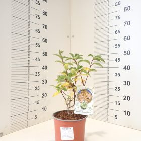 Metličasta hortenzija ‘Magical Moonlight’