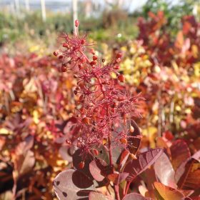 Rujevina 'Magical Torch'