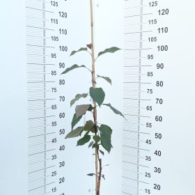 Ukrasna jabuka 'Kelsey'
