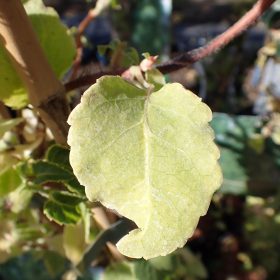 Plezalna hortenzija 'Mirranda'