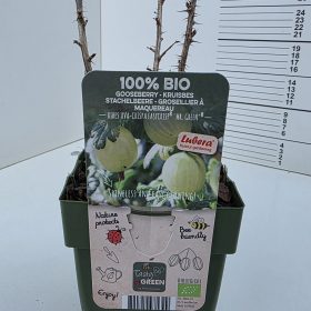 Zelena kosmulja ‘Mr. Green’