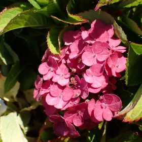 Velikolistna hortenzija ‘Naos’