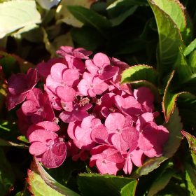Velelisna hortenzija ‘Naos’