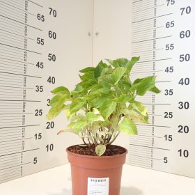 Velikolistna hortenzija ‘Ningbo’