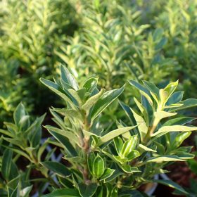 Osmanthus 'Purpureus'