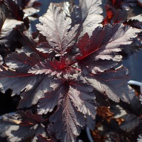 Physocarpus 'Panther'