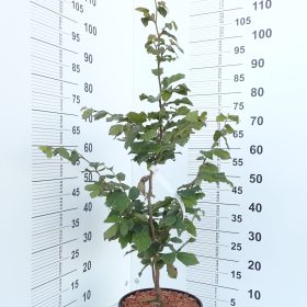 Parrotia 'Burgundy'