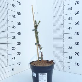 PICEA CRANSTONII