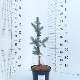 PICEA EDITH