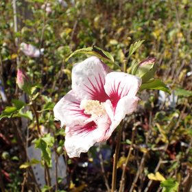 Vrtni hibiskus ‘Pinky Spot’